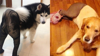Illustration for article titled "Dogs Wearing Pantyhose" Is Now a Thing in China